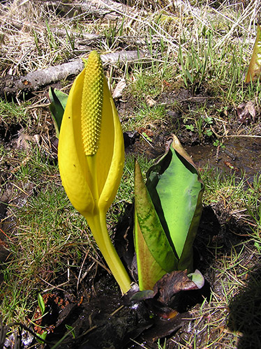 Skunk Cabbage Skunk Cabbage