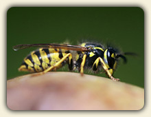 Wasp Sting Treatment