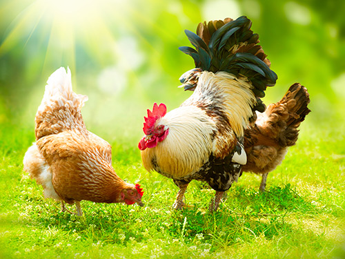 What do Chickens Eat What do Chickens Eat