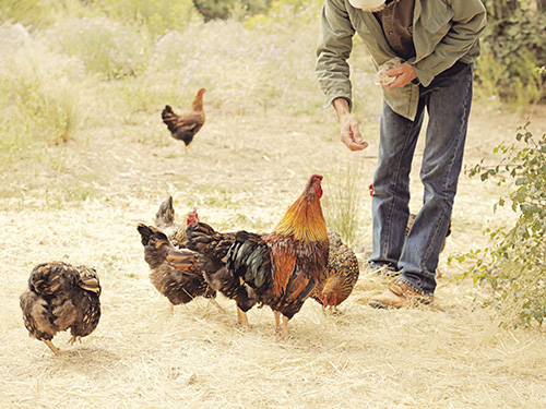 What do Chickens Eat What do Chickens Eat