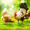 What do Chickens Eat What do Chickens Eat