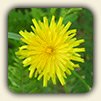 Dandelion Recipes