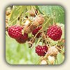 Edible Wild Berries