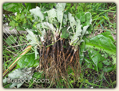 Edible Wild Plants