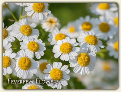 Feverfew Migraine Feverfew Migraine