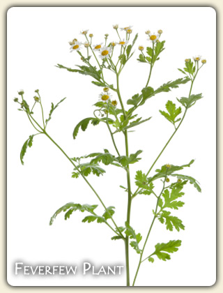 Feverfew Migraine Feverfew Migraine