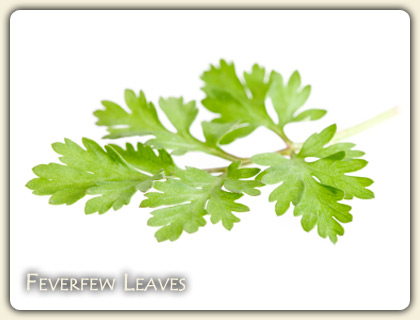 Feverfew Migraine Feverfew Migraine