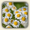 Feverfew Migraine Feverfew Migraine