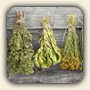 How to Dry Herbs