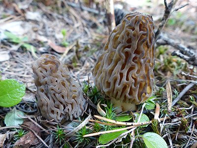 Identifying Wild Mushrooms