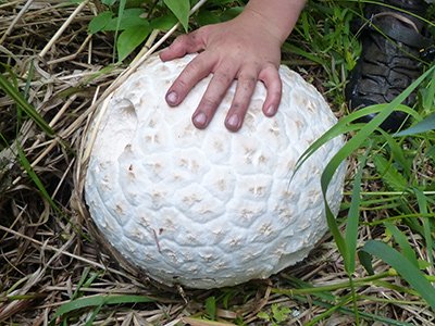 Identifying Wild Mushrooms