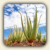 Medicinal Uses of Aloe Vera