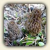 Morel Recipes