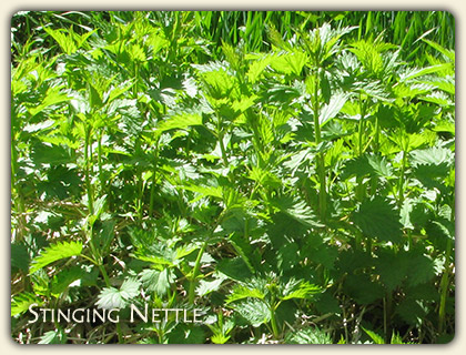 Online Herbal Remedies Advice Online Herbal Remedies Advice