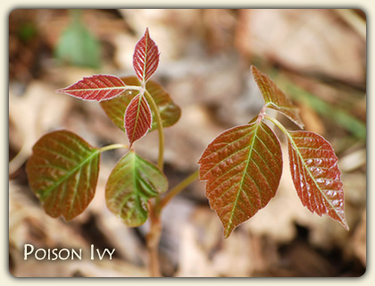 Poison Ivy Plant