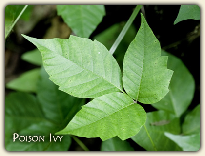 Poison Ivy Treatment