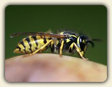 Wasp Sting Treatment