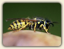 Wasp Sting Treatment Wasp Sting Treatment