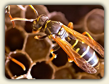 Wasp Sting Treatment Wasp Sting Treatment