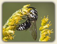does wet tobacco help a wasp sting Natural Wasp Sting Treatment. Learn effective remedies for wasp stings here